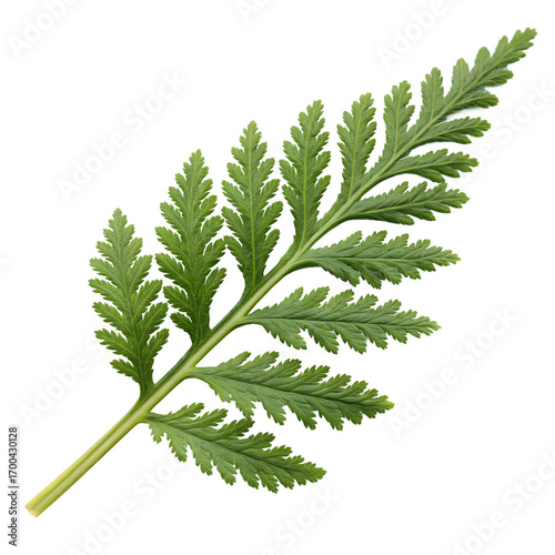 Green club moss lycopodium plant leaf isolated on a transparent background png