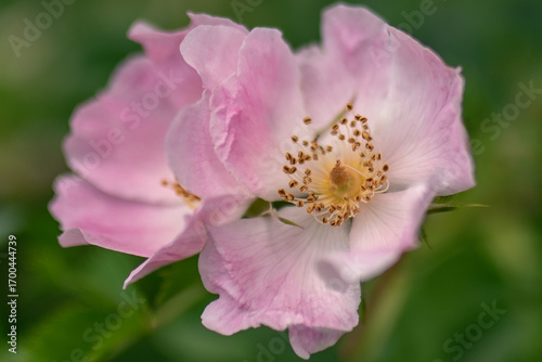 delicate pink flowers of rose hip bush