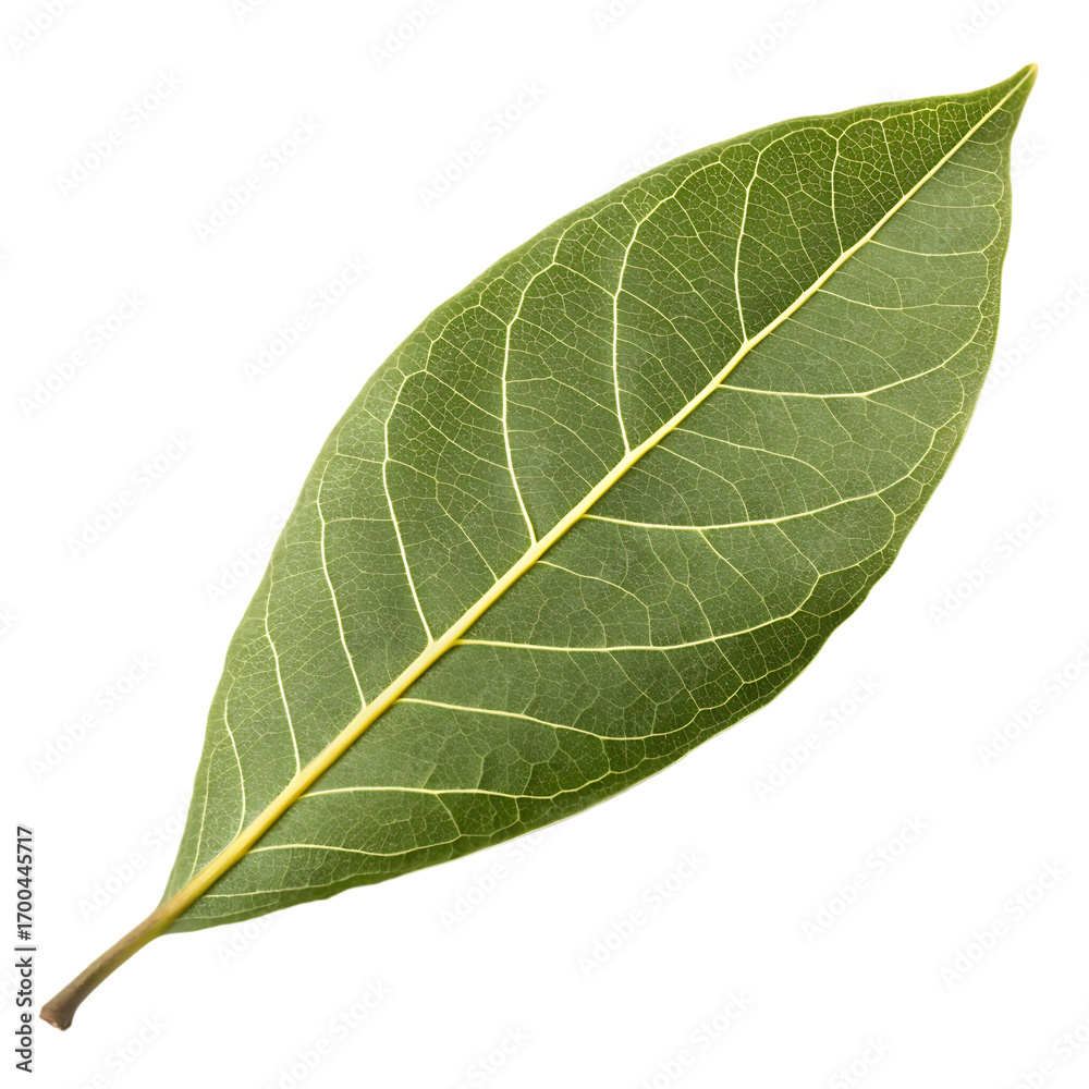 Green aromatic sandalwood santalum album leaf isolated on a transparent background png Green aromatic sandalwood santalum album leaf isolated on a transparent background png