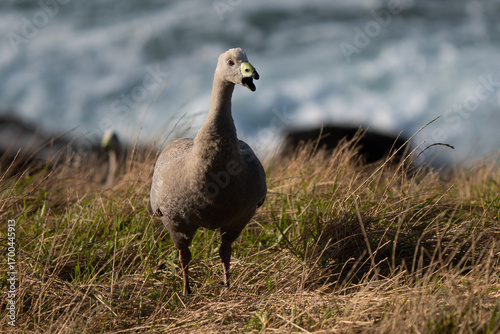 Cape Barren goose close-up grazing in Phillip Island bush in front of the ocean