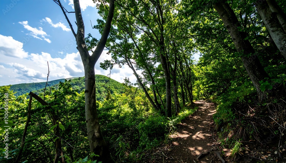 Fototapeta premium Sunny forest path through trees