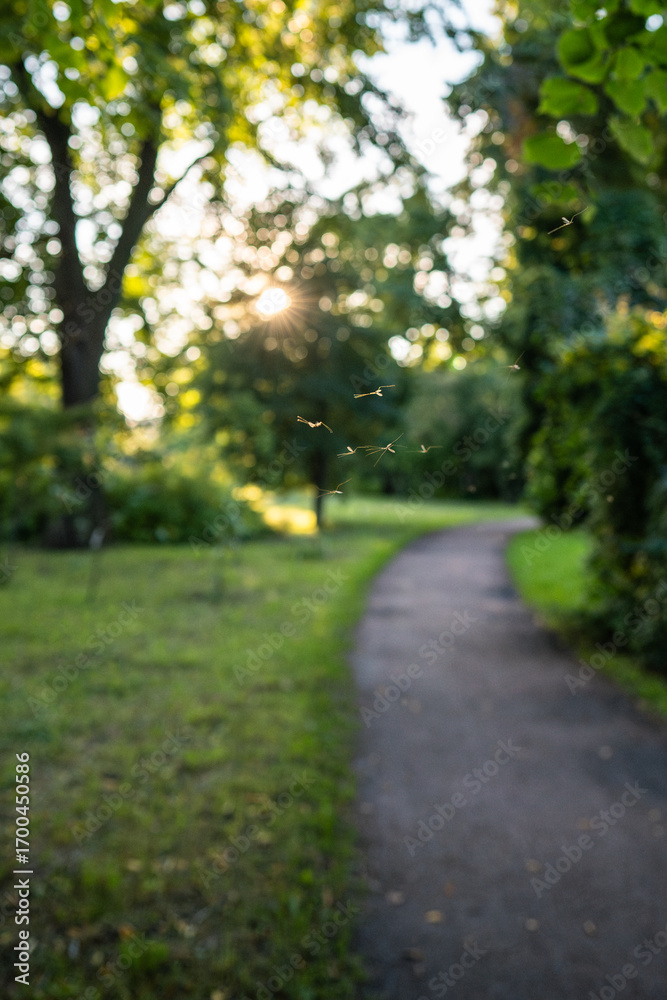 Naklejka premium Mosquitos swarm flying in park at sunset, blurred pathway on background. Invasion of gnats. Warm summer evening concept.