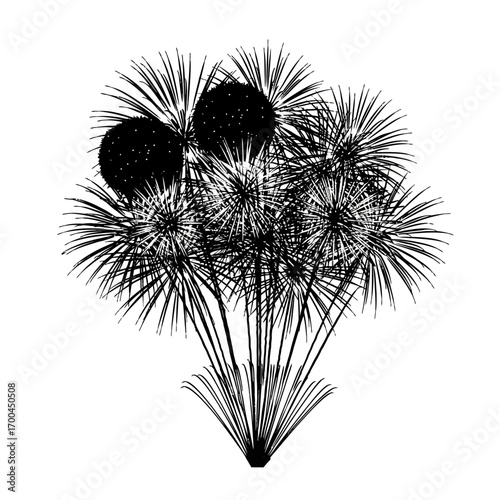Black silhouette of fireworks exploding isolated on white background