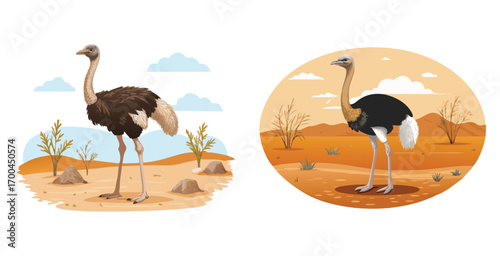 Ostrich standing tall near dry shrubland long neck vector art design illustration
