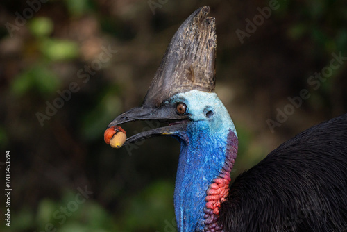 Portrait of a Cassowary in the wild forest of Etty Bay in Queensland Australia eating a fruit