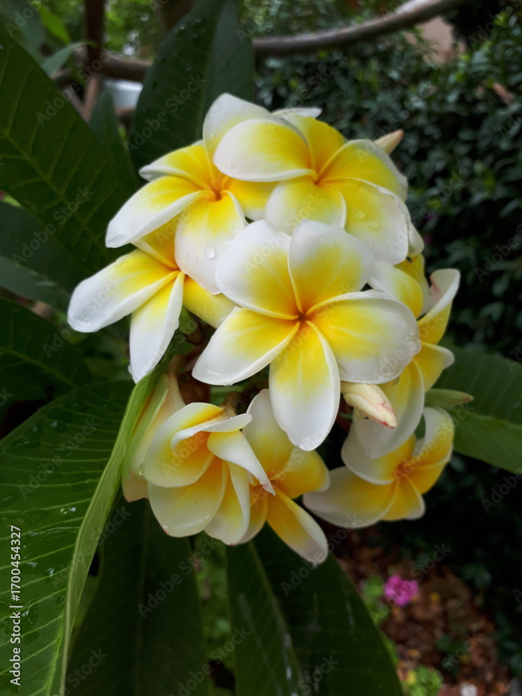 Obraz premium Weißgelbe Frangipani Blüten im Garten