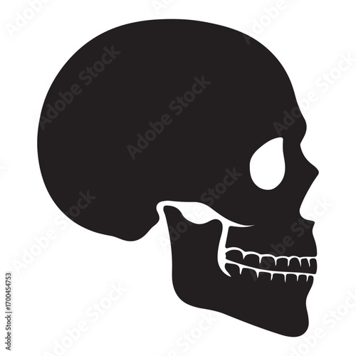 Vector art of side view of skull, a reminder of mortality