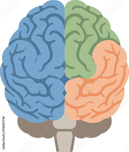 Minimalist Human Brain Anatomy Illustration with Colorful Hemispheres, Abstract Gyri, and Modern Flat Design for Science Education, Healthcare, and Psychology Study Concepts