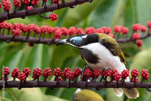 Blue-faced honeyeater feeding on red flowers in Australian city park