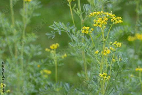 Greenish-yellow blossoms of (Ruta graveolens) in bloom. Copyspace.