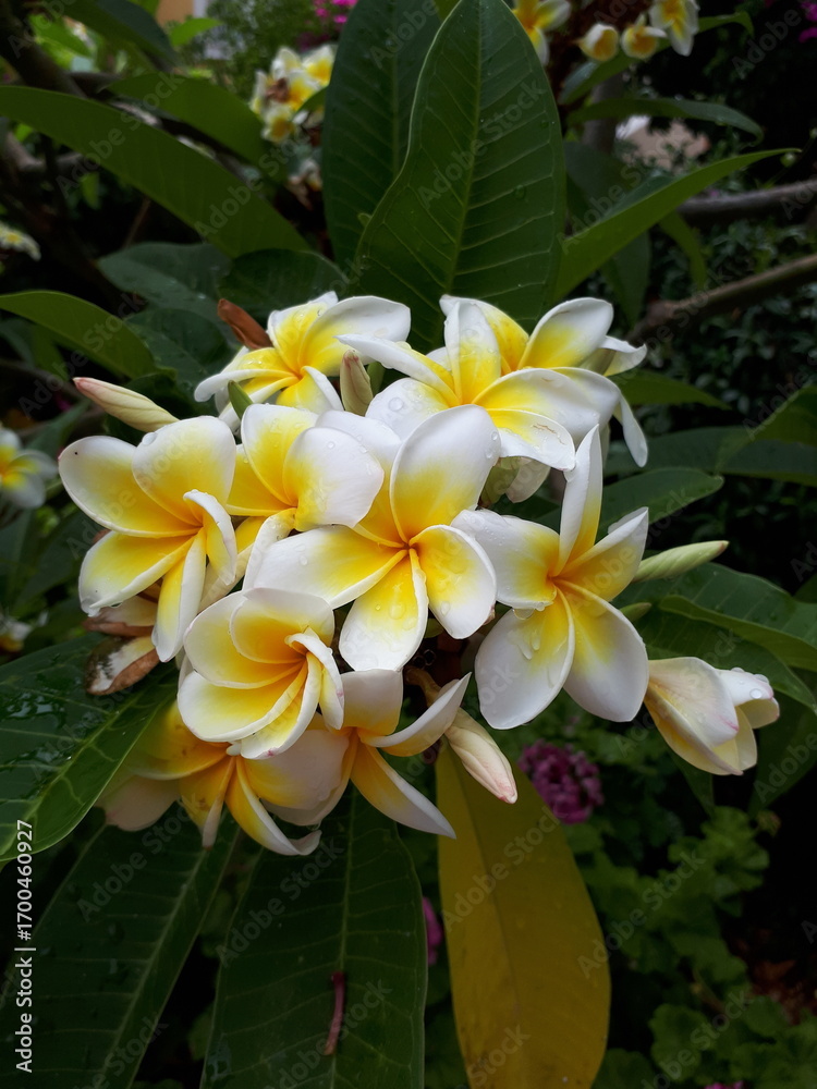 Obraz premium Weißgelbe Frangipani Blüten im Garten