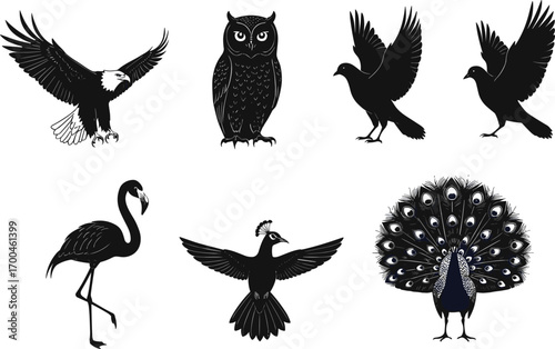Bird silhouettes and colorful peacock vector illustration, flying dove, majestic eagle, owl, flamingo, wildlife icons, black shapes, animal design elements, isolated set