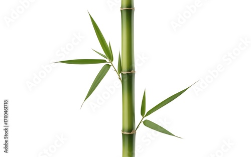Bamboo stalk isolated on white background