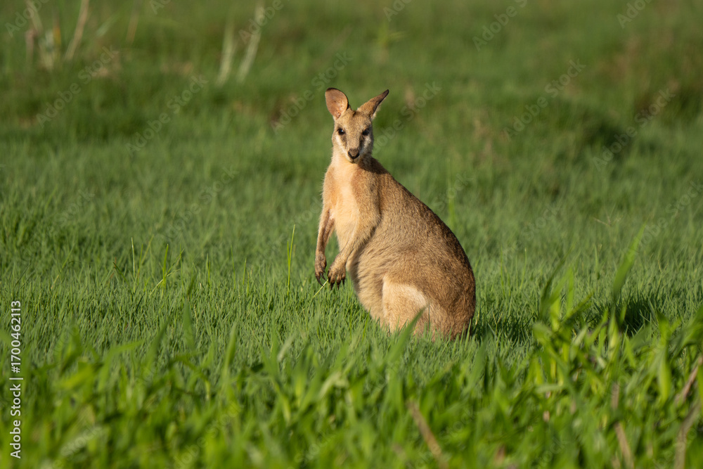 Fototapeta premium Australian sand wallaby feeding in the Queensland grassland