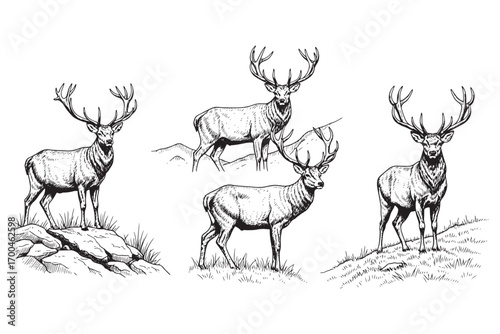 Three majestic deer with impressive antlers isolated on white background, standing gracefully in a natural landscape, showcasing the beauty of wildlife vector illustration