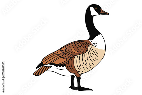 Illustration of a canada goose isolated on white background, showcasing its distinctive black head and neck, brown body, and white cheek patches vector illustration