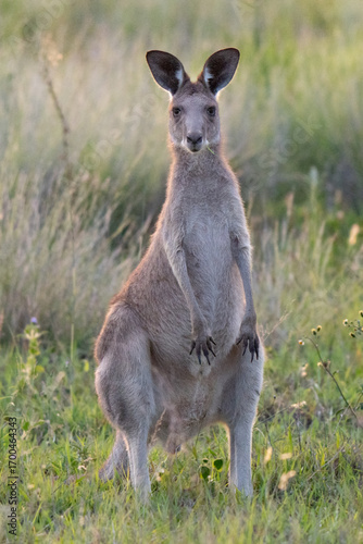 Grey kangaroo feeding with its mob in Australia Queensland at sunset