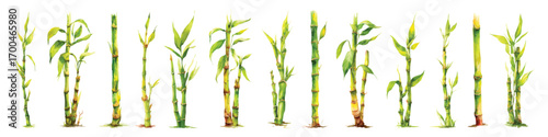 Bamboo shoot stems stalk plants with green leaves watercolor set isolated on transparent background