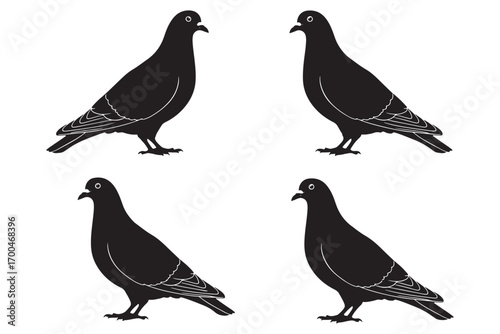 Four pigeons isolated on white background, showcasing their sleek black plumage and distinctive body shape in a symmetrical and balanced arrangement vector illustration