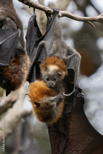 Cute grey-headed flying fox mom cuddling its cub in the Sydney Centennial Park 