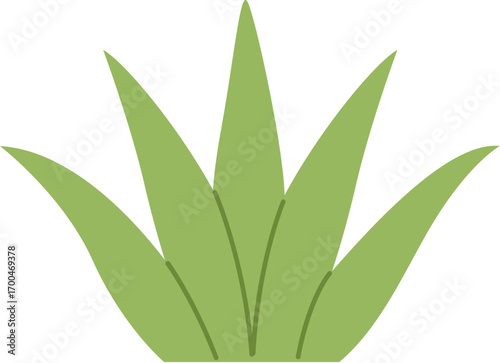 aloe vera plant isolated
