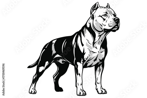 A majestic pitbull stands tall, isolated on white background, showcasing its muscular build and confident stance in a striking black and white illustration vector illustration