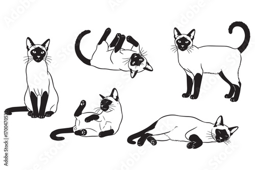 Five charming siamese cats in various poses, showcasing their elegance and playful nature isolated on white background, a delightful feline collection vector illustration