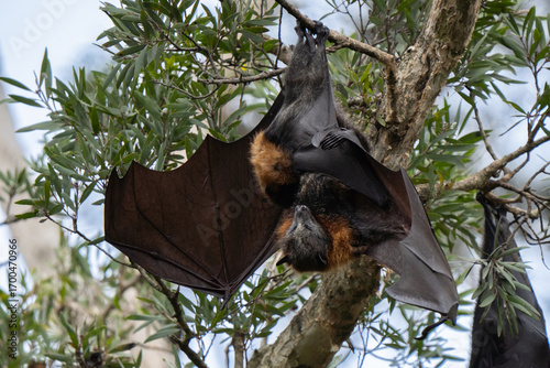 Grey-headed flying fox cuddles its cub in the Sydney Centennial Park