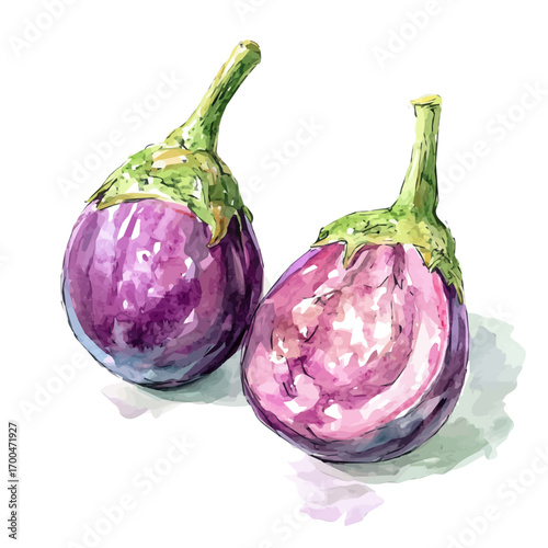 A nice painting of an eggplant plant set, Simple Illustration, watercolor style, minimal yet artistic elements for creative designs. EPS format, isolated on transparent background, plants