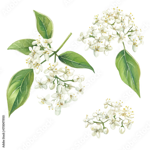 A painting of elderflower blossoms set, Simple Illustration, watercolor style, minimal yet artistic elements for creative designs. EPS format, isolated on transparent background