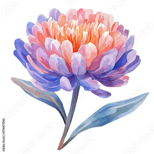 A nice painting of an everlasting flower set, Simple Illustration, watercolor style, minimal yet artistic elements for creative designs. EPS format, isolated on transparent background