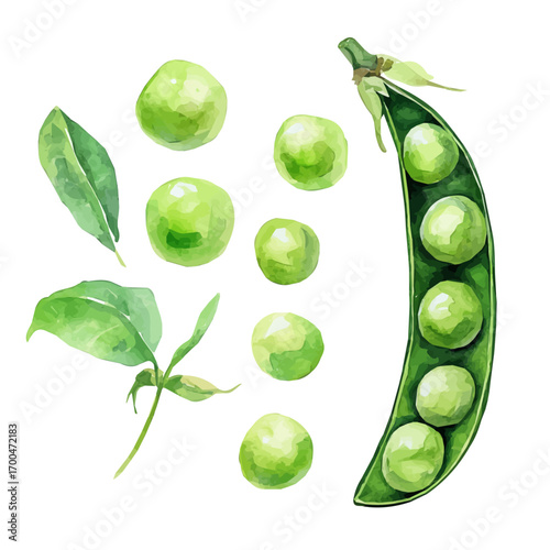A Watercolor style green peas set, softly painted and separated on a white background, is crafted as a minimal yet artistic element for creative designs. EPS format