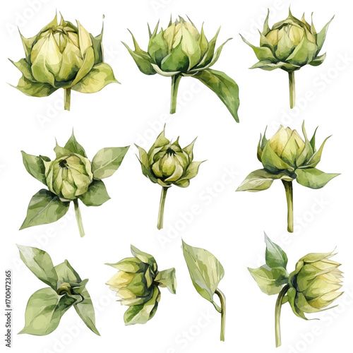 A painting of sunflower buds set, Simple Illustration, watercolor style, minimal yet artistic elements for creative designs. EPS format, isolated on transparent background