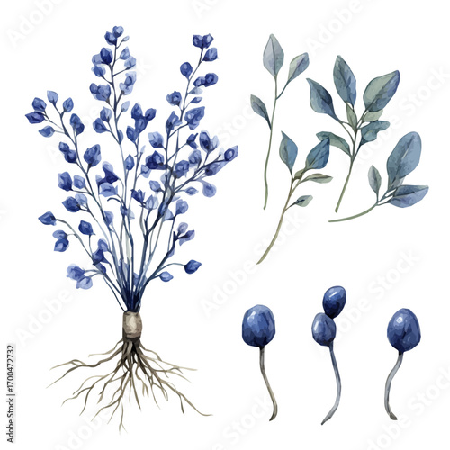 A painting of wild indigo root set, Simple Illustration, watercolor style, minimal yet artistic elements for creative designs. EPS format, isolated on transparent background