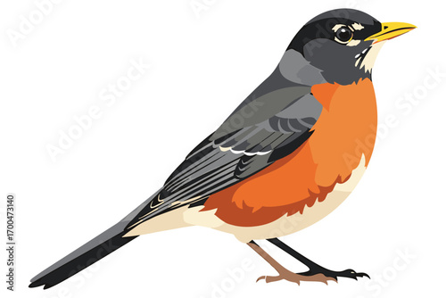Vibrant illustration of an american robin perched, showcasing its distinctive orange breast and gray back isolated on white background, a common backyard bird vector illustration