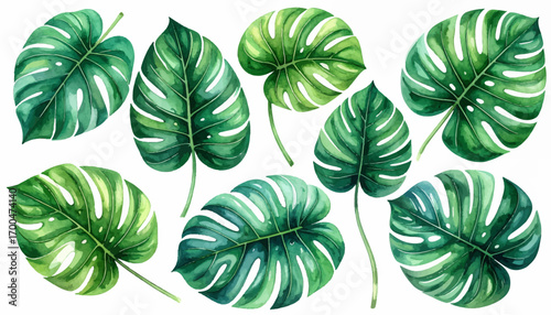 Green monstera tropical leaf watercolor. Fresh monstera tropical leaves painting. Watercolor monstera leaves tropical art. Lush monstera leaf watercolor painting. Monstera leaves artistic watercolor