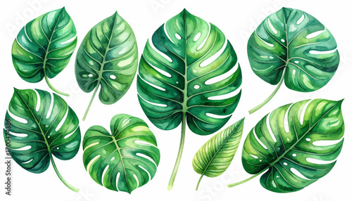 Hand-painted tropical monstera leaves art. Monstera leaf watercolor tropical. Artistic green monstera leaves watercolor. Beautiful watercolor monstera artwork. Fresh tropical monstera leaf painting
