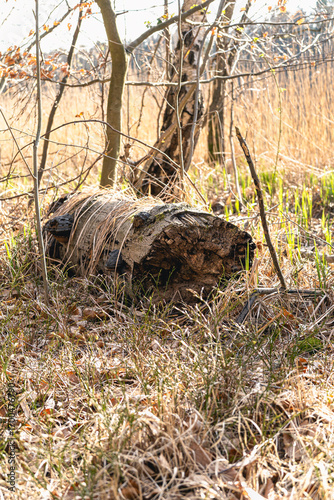 Fallen Tree Trunk on Grassy Forest Floor in Sunlight