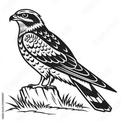 Black and White Falcon Perched Vector Illustration.