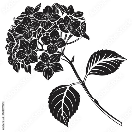 Black and White Hydrangea Flower Vector Illustration.