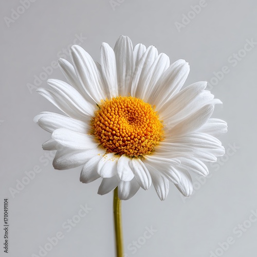Exquisitely Detailed Closeup of a Pristine White Daisy A Study in Floral Purity and Delicate Structure