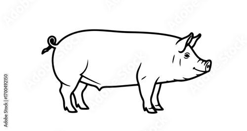 Illustration of a pig, a domestic animal raised for meat and other products