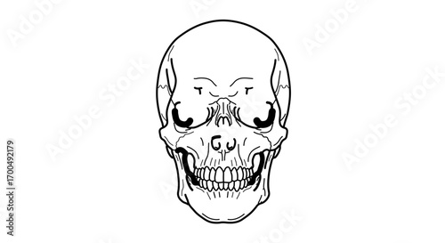 Front view of a human skull with detailed teeth halloween concept art