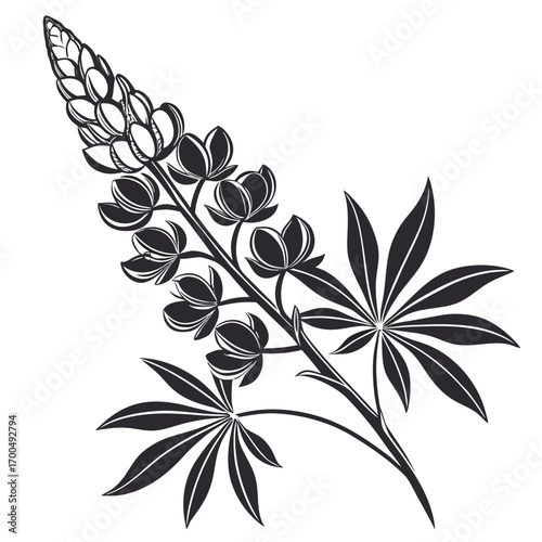Elegant Black and White Lupine Flower Illustration.