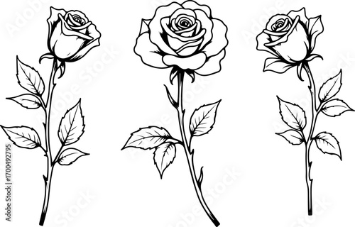 Elegant Black Rose Illustration
