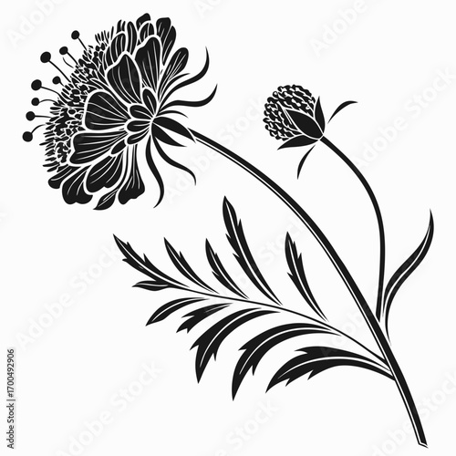 Elegant Black and White Scabiosa Flower Illustration.