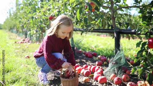 Adorable preschooler girl picking red ripe organic apples in orchard or on farm on a fall day