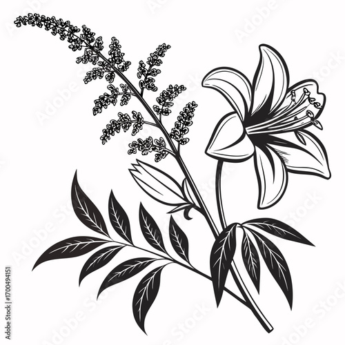 Elegant black and white line art illustration of a lily flower and astilbe