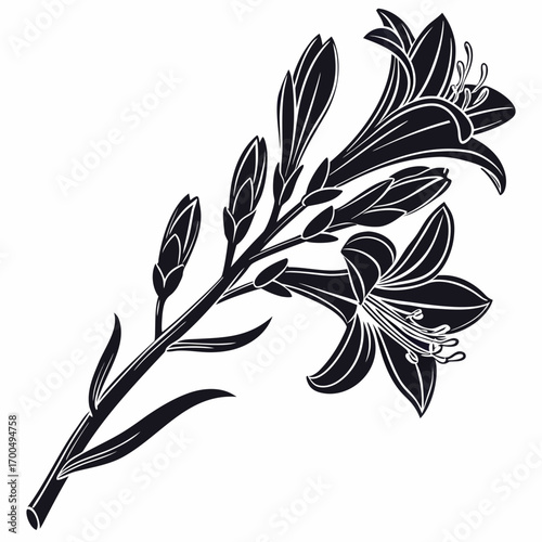 Black and white silhouette of lily flowers and buds on a stem
