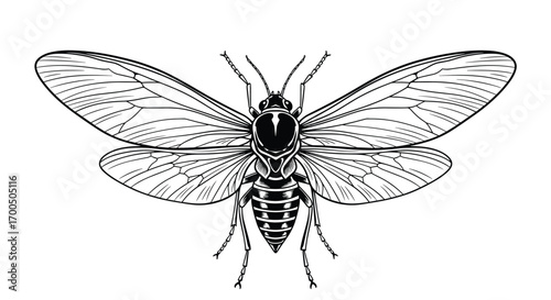Detailed illustration of an adult insect with intricate wing veins and segmented body anatomy